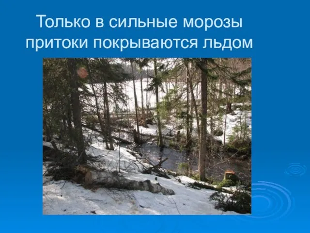 Только в сильные морозы притоки покрываются льдом