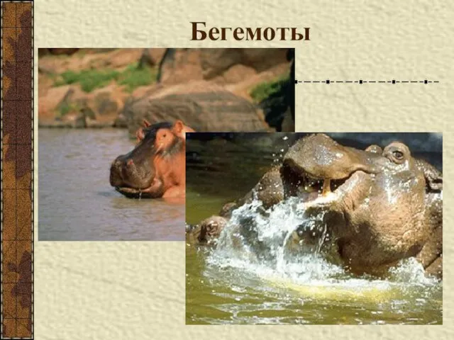 Бегемоты