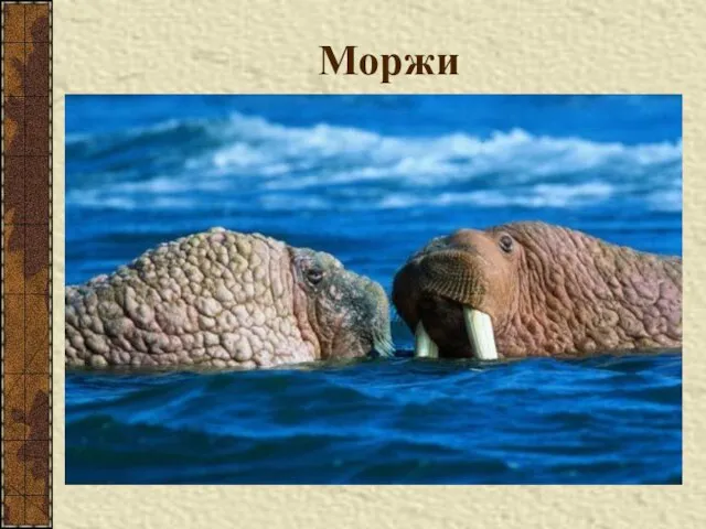 Моржи