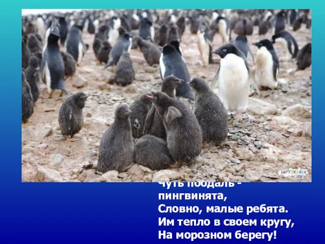 Чуть поодаль - пингвинята, Словно, малые ребята. Им тепло в своем кругу, На морозном берегу!