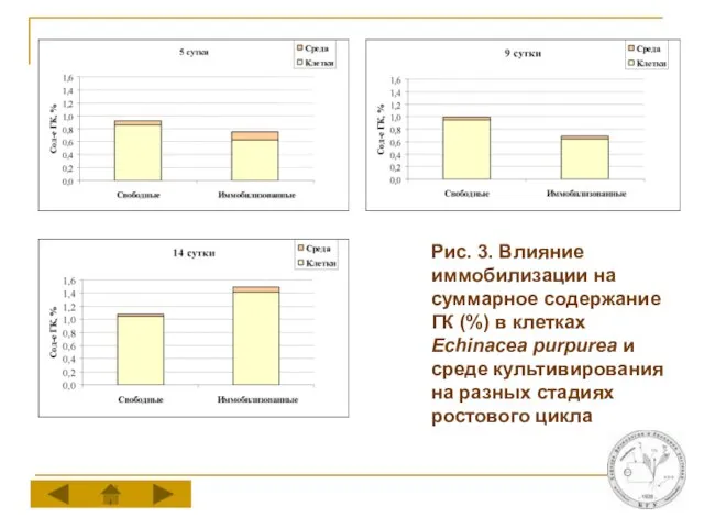 Рис. 3. Влияние иммобилизации на суммарное содержание ГК (%) в клетках Echinacea