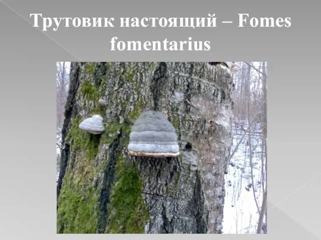 Трутовик настоящий – Fomes fomentarius