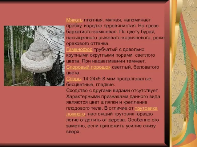 Мякоть плотная, мягкая, напоминает пробку, изредка деревянистая. На срезе бархатисто-замшевая. По цвету