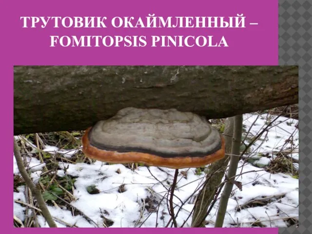 ТРУТОВИК ОКАЙМЛЕННЫЙ – FOMITOPSIS PINICOLA