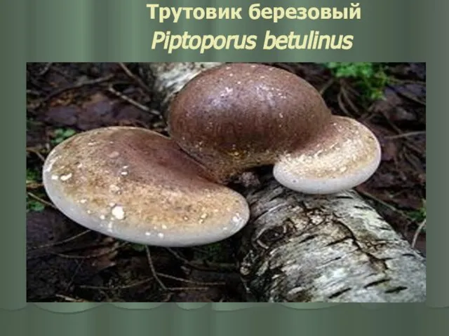 Трутовик березовый Piptoporus betulinus