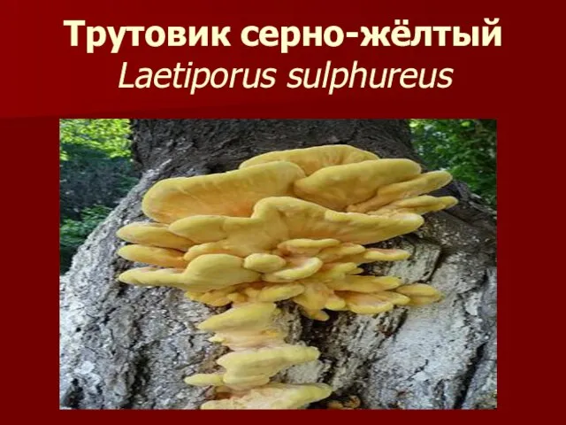 Трутовик серно-жёлтый Laetiporus sulphureus