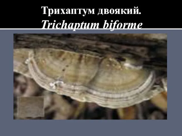 Трихаптум двоякий. Trichaptum biforme