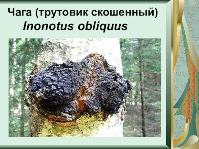 Чага (трутовик скошенный) Inonotus obliquus