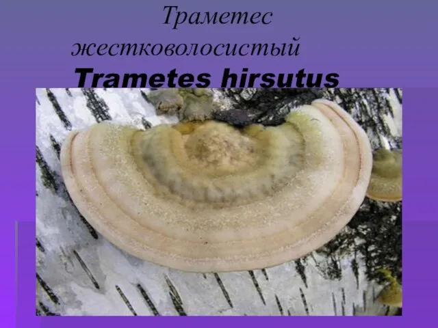 Траметес жестковолосистый Trametes hirsutus