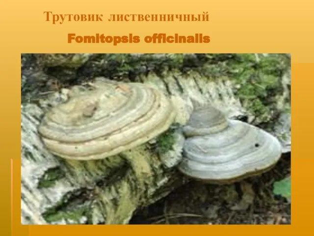 Трутовик лиственничный Fomitopsis officinalis