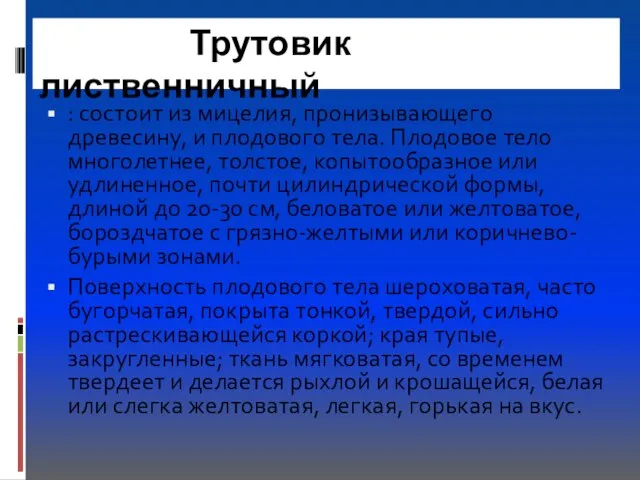 Трутовик лиственничный : состоит из мицелия, пронизывающего древесину, и плодового тела. Плодовое