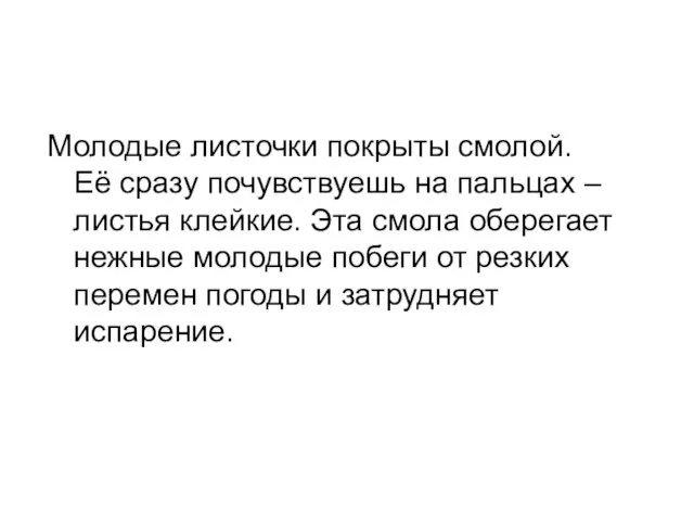 Молодые листочки покрыты смолой. Её сразу почувствуешь на пальцах – листья клейкие.