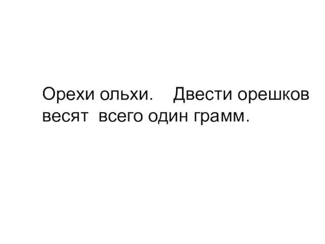 Орехи ольхи. Двести орешков весят всего один грамм.