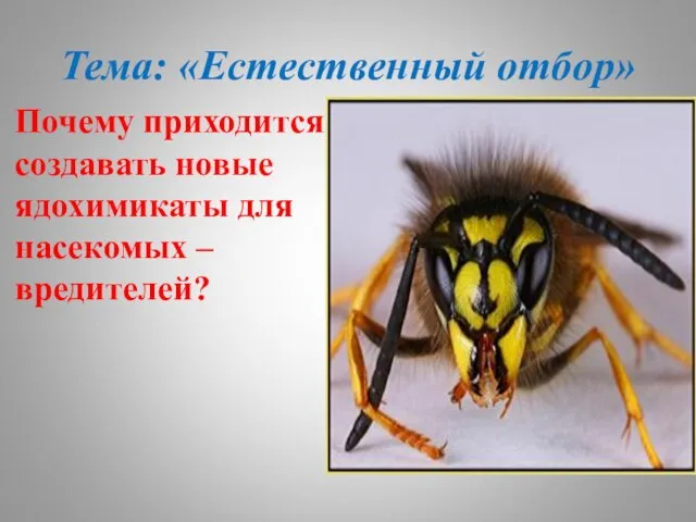 Тема: «Естественный отбор» Почему приходится создавать новые ядохимикаты для насекомых – вредителей?