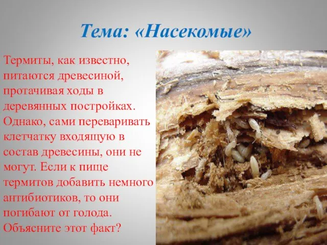 Тема: «Насекомые» Термиты, как известно, питаются древесиной, протачивая ходы в деревянных постройках.