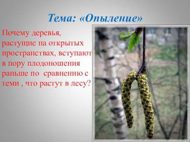 Тема: «Опыление» Почему деревья, растущие на открытых пространствах, вступают в пору плодоношения