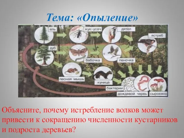 Тема: «Опыление» Объясните, почему истребление волков может привести к сокращению численности кустарников и подроста деревьев?