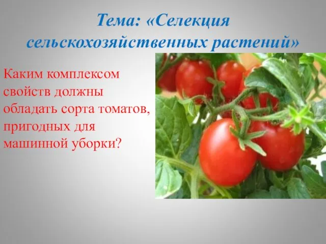 Тема: «Селекция сельскохозяйственных растений» Каким комплексом свойств должны обладать сорта томатов, пригодных для машинной уборки?