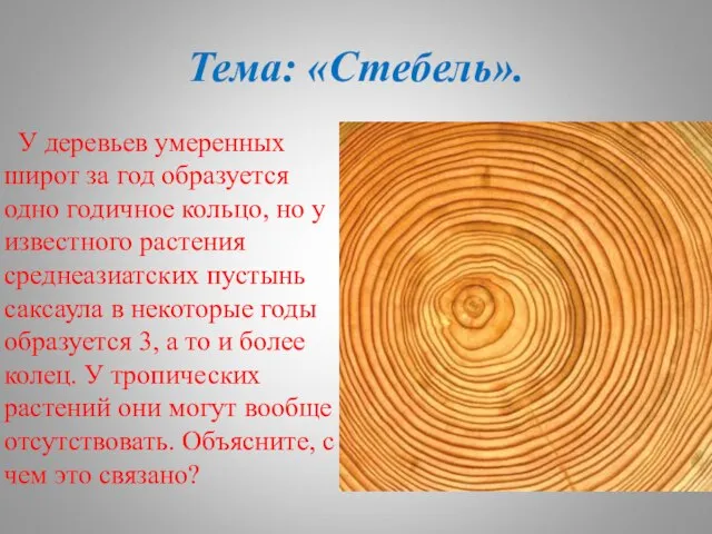 Тема: «Стебель». У деревьев умеренных широт за год образуется одно годичное кольцо,