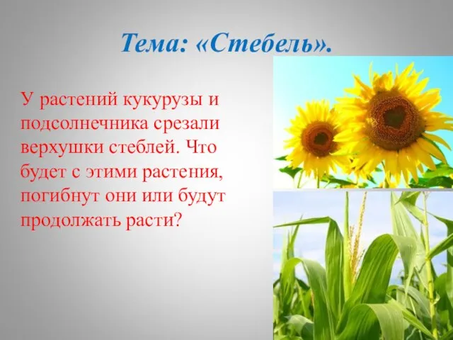 Тема: «Стебель». У растений кукурузы и подсолнечника срезали верхушки стеблей. Что будет