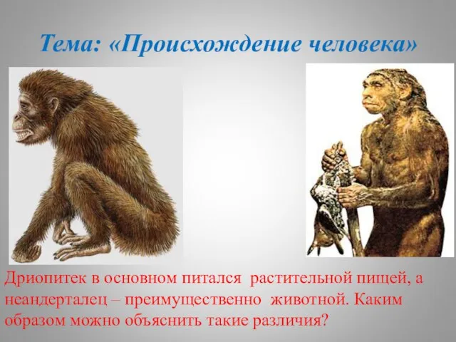 Тема: «Происхождение человека» Дриопитек в основном питался растительной пищей, а неандерталец –