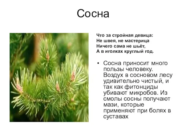 Сосна Что за стройная девица: Не швея, не мастерица Ничего сама не