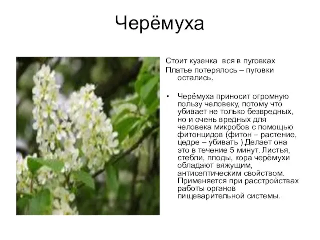 Черёмуха Стоит кузенка вся в пуговках Платье потерялось – пуговки остались. Черёмуха