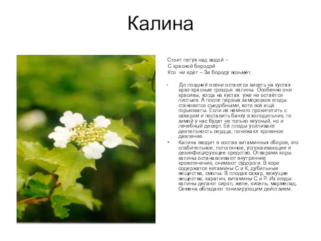 Калина Стоит петух над водой – С красной бородой Кто ни идёт