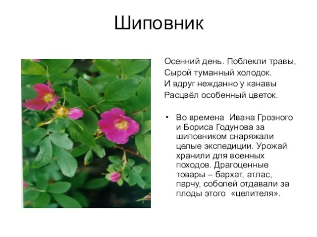 Шиповник Осенний день. Поблекли травы, Сырой туманный холодок. И вдруг нежданно у