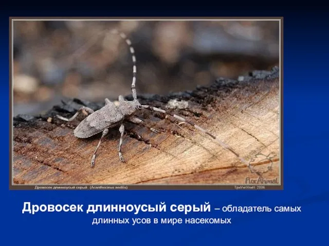 Дровосек длинноусый серый – обладатель самых длинных усов в мире насекомых