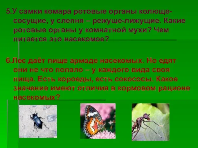 5.У самки комара ротовые органы колюще-сосущие, у слепня – режуще-лижущие. Какие ротовые