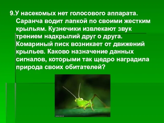 9.У насекомых нет голосового аппарата. Саранча водит лапкой по своими жестким крыльям.