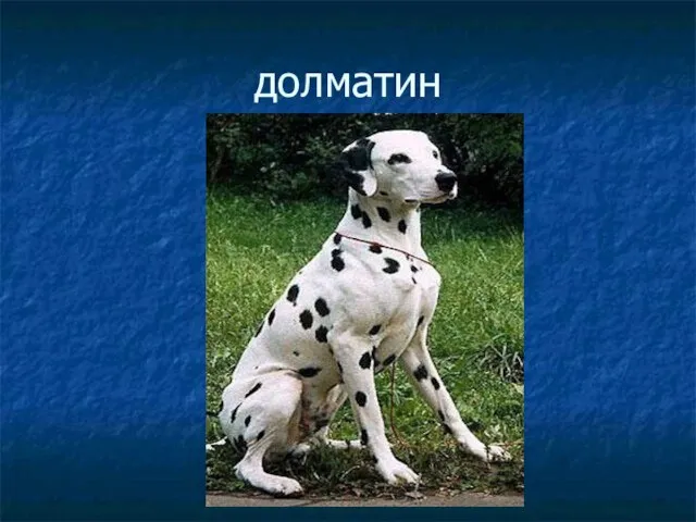 долматин