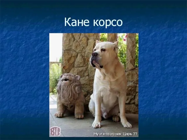 Кане корсо