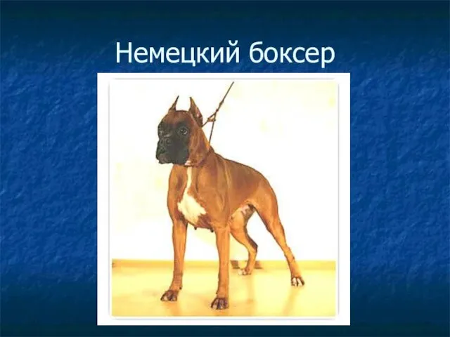 Немецкий боксер