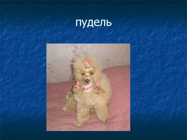 пудель