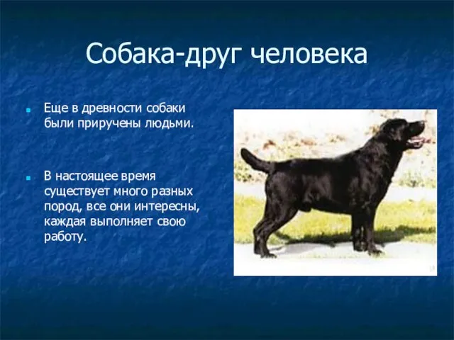 Собака-друг человека Еще в древности собаки были приручены людьми. В настоящее время