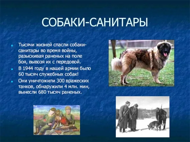 СОБАКИ-САНИТАРЫ Тысячи жизней спасли собаки-санитары во время войны, разыскивая раненых на поле