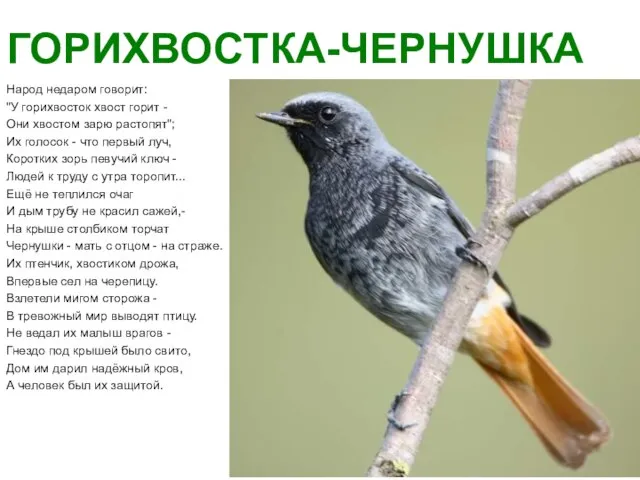 ГОРИХВОСТКА-ЧЕРНУШКА Народ недаром говорит: "У горихвосток хвост горит - Они хвостом зарю