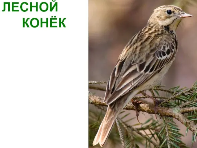 ЛЕСНОЙ КОНЁК