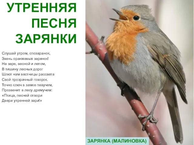 УТРЕННЯЯ ПЕСНЯ ЗАРЯНКИ Слушай утром, спозаранок, Звень оранжевых зарянок! На заре, весной