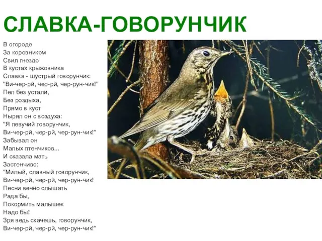 СЛАВКА-ГОВОРУНЧИК В огороде За коровником Свил гнездо В кустах крыжовника Славка -