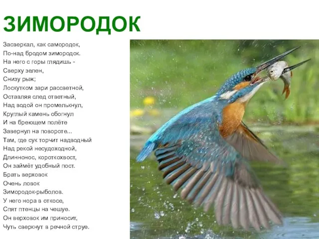 ЗИМОРОДОК Засверкал, как самородок, По-над бродом зимородок. На него с горы глядишь