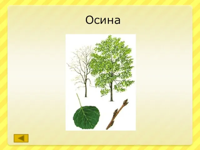 Осина