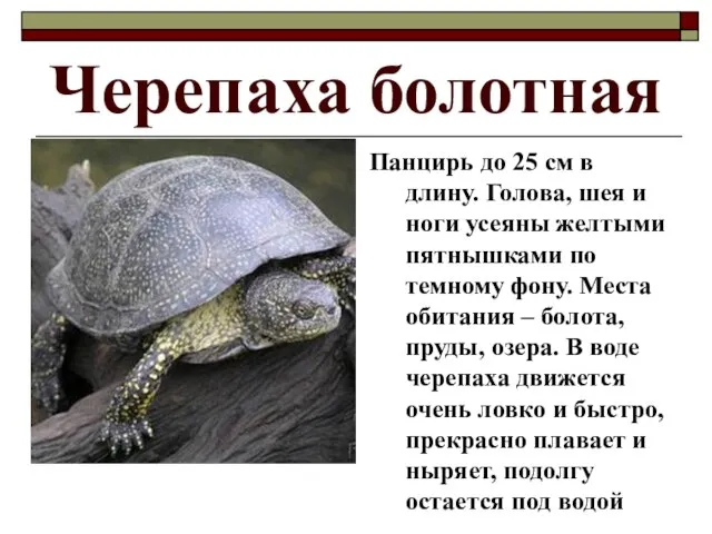 Черепаха болотная Панцирь до 25 см в длину. Голова, шея и ноги