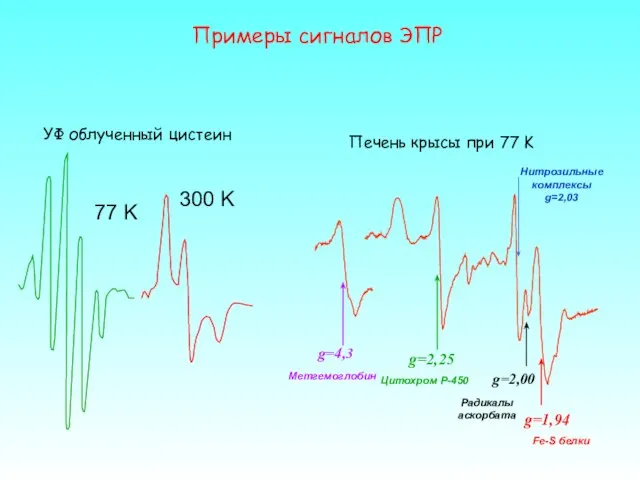 77 K 300 K УФ облученный цистеин Примеры сигналов ЭПР g=4,3 g=2,25