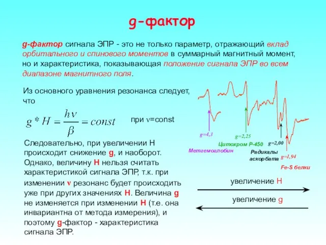 g-фактор g-фактор сигнала ЭПР - это не только параметр, отражающий вклад орбитального