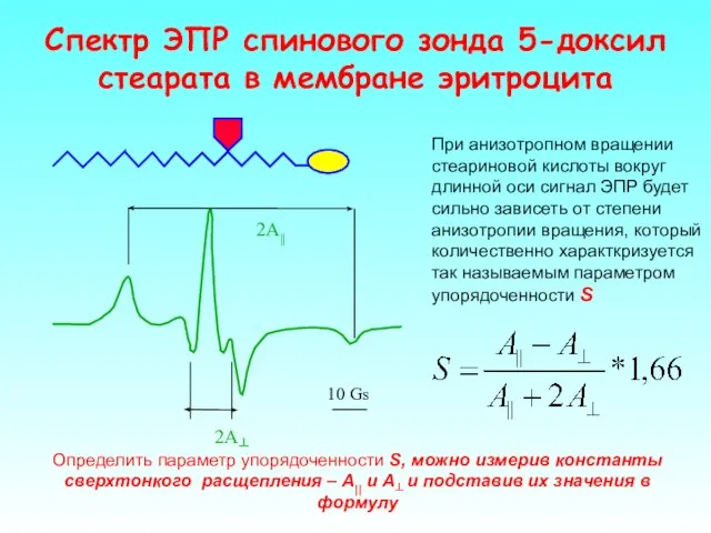 Спектр ЭПР спинового зонда 5-доксил стеарата в мембране эритроцита При анизотропном вращении