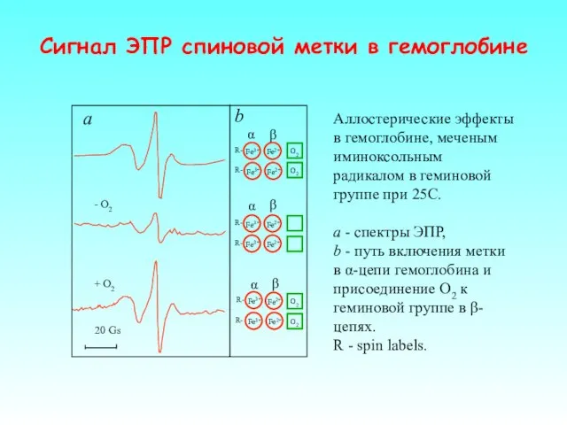 Аллостерические эффекты в гемоглобине, меченым иминоксольным радикалом в геминовой группе при 25C.