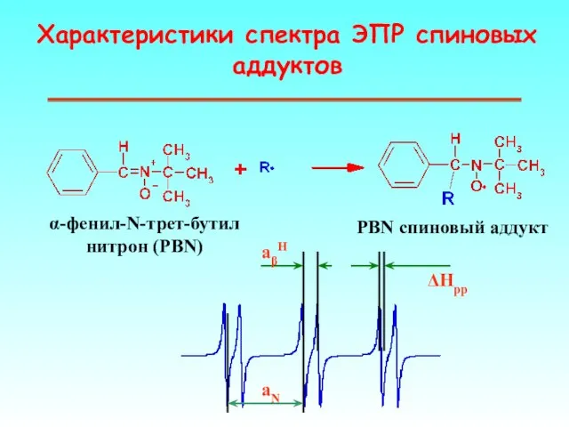 Характеристики спектра ЭПР спиновых аддуктов α-фенил-N-трет-бутил нитрон (PBN) PBN спиновый аддукт aN aβH ΔHpp